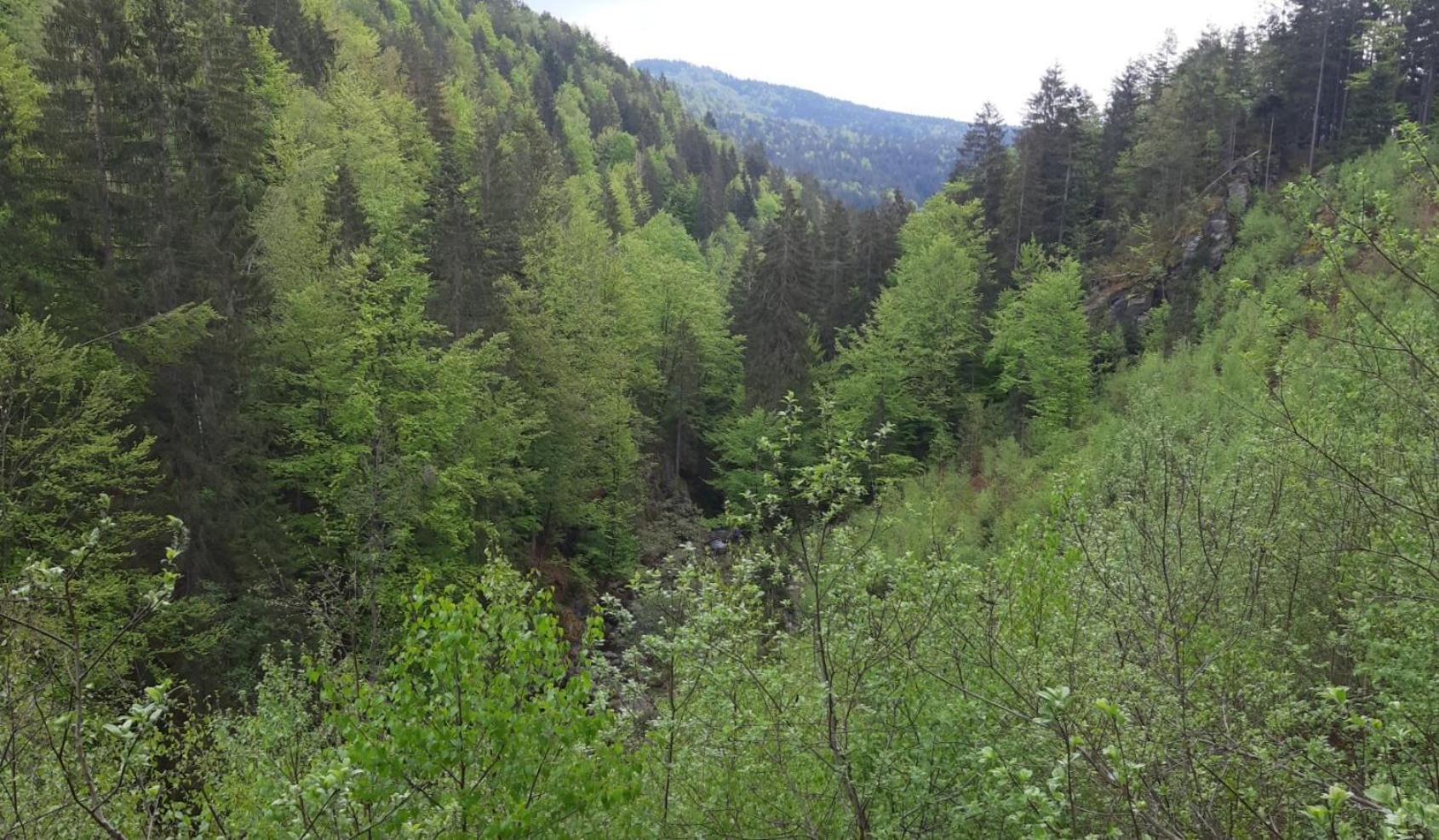 Gaestehaus Am Goldberg Sankt Oswald-Riedlhuette Εξωτερικό φωτογραφία